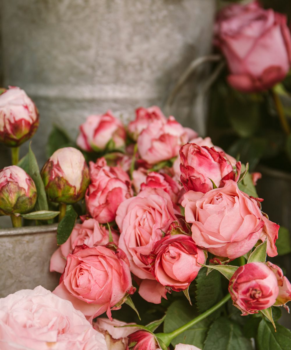 Pink roses and peony buds in a metal bucket