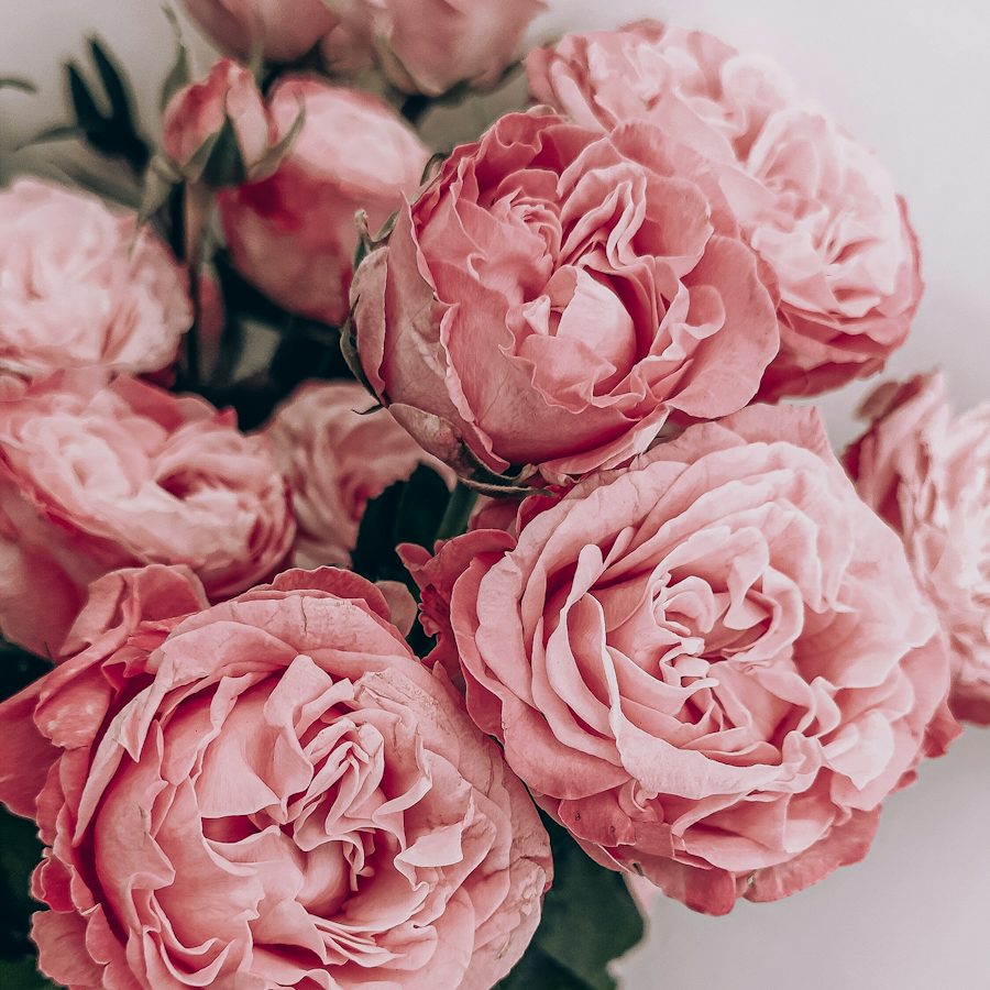 Pink roses up close